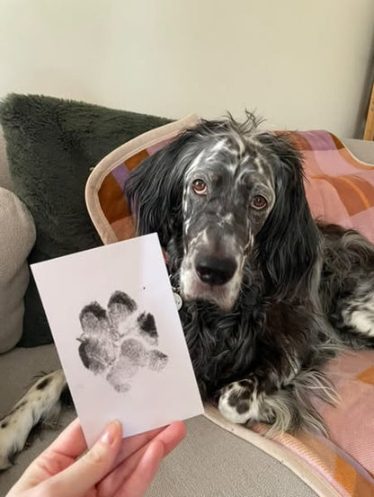 🎁 50% OFF🐶Pet Paw Printing Kit🐾🐾