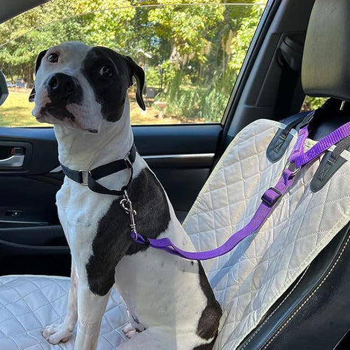 🔥New Hot Selling❤️‍🔥Buy One Get One Free🔥 2-in-1 Dog Car Seat Belt & Walking Leash